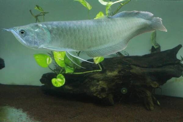 stříbrná červená arowana ryby - osteoglossidae - stock snímky, obrázky a fotky