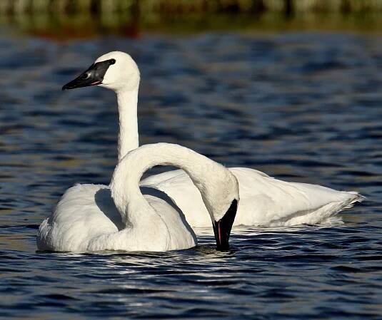 Blog - Henrys Fork Wildlife Alliance