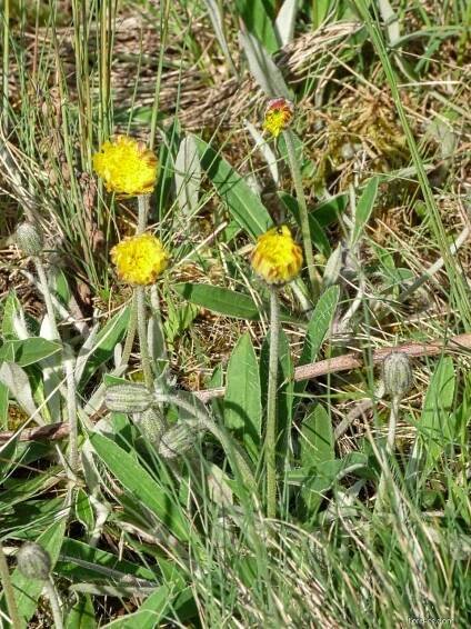 Jestřábník chlupáček (Pilosella officinarum)
