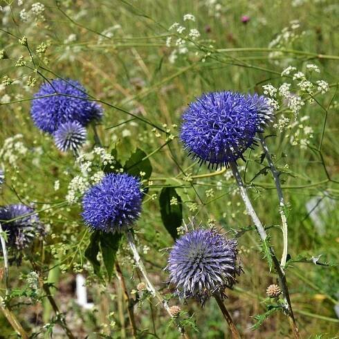 Bělotrn modrý - Echinops ritro - semena - 6 ks