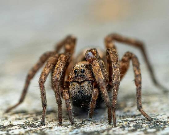 bezplatná Základová fotografie zdarma na téma arachnofobie, bezobratlí, chlupaté nohy Základová fotografie