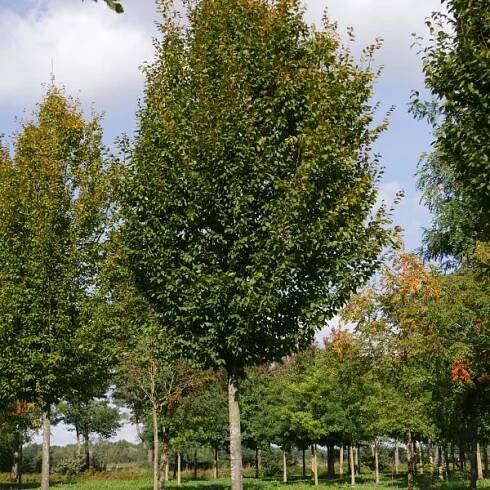 Carpinus betulus 'Frans Fontaine' – habr obecný 'Frans Fontaine'