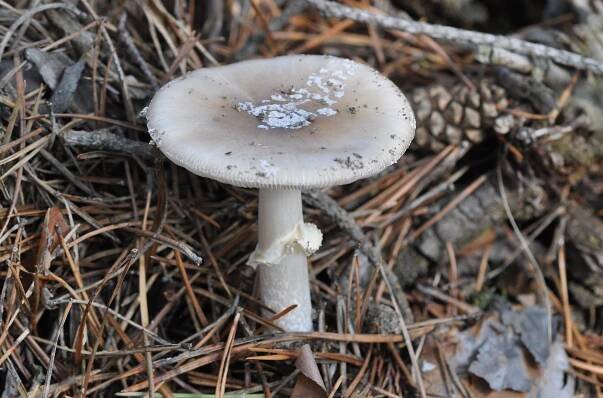 Obrázek - Amanita pantherina var. abietum (muchomůrka tygrovaná jedlová) | BioLib.cz