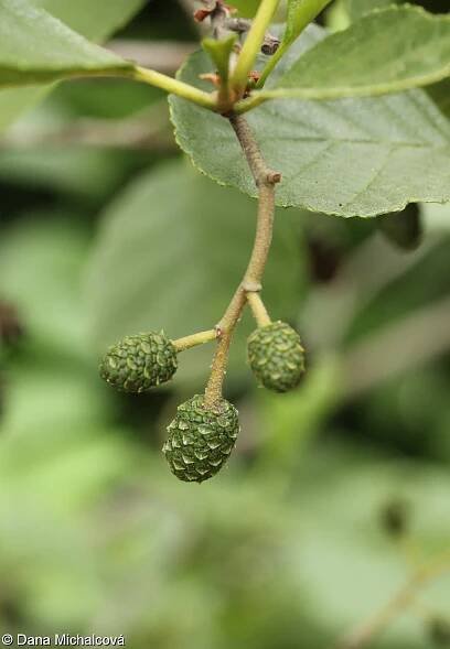 fotografie Alnus glutinosa (olše lepkavá)