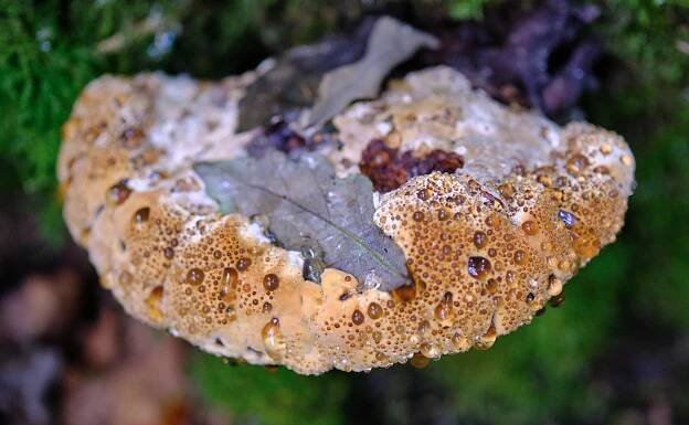 Pseudoinonotus dryadeus: Nejlepší průvodce houbami