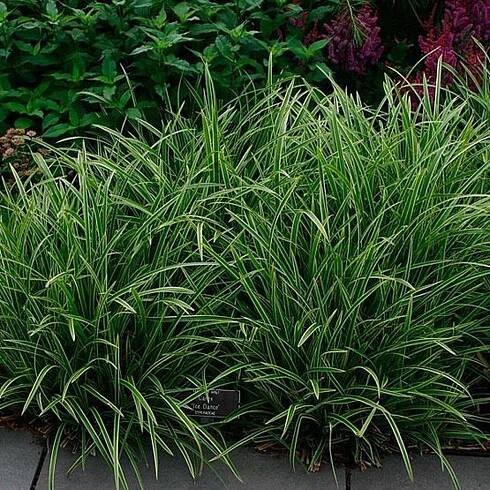 Carex - Fine Gardening