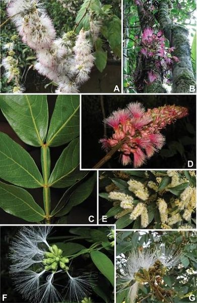 Advances in Legume Systematics 14. Classification of Caesalpinioideae. Part 2: Higher-level classification