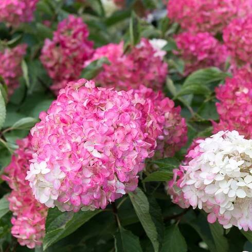 Hortenzie kytice SUNDAE FRAISE jako Vanille Kompaktní odrůda Sazenice