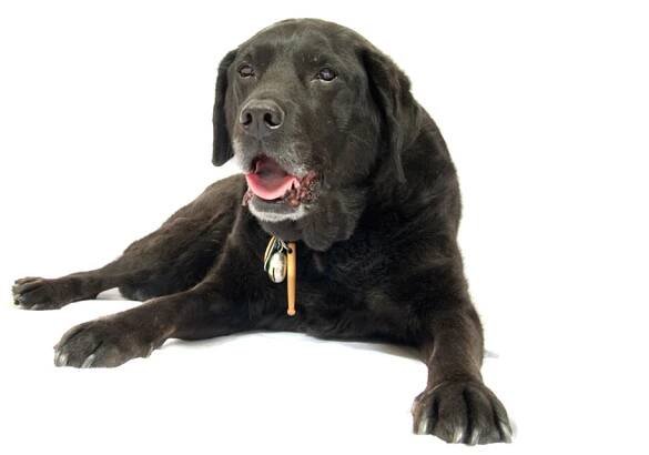 Pet Photography