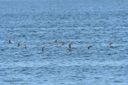 Běžný pískomil (Actitis hypoleucos) je středně velký stěhovavý pták. Malé hejno ptáků letí nízko nad hladinou, nedaleko od břehu jezera. — Stock obrázek