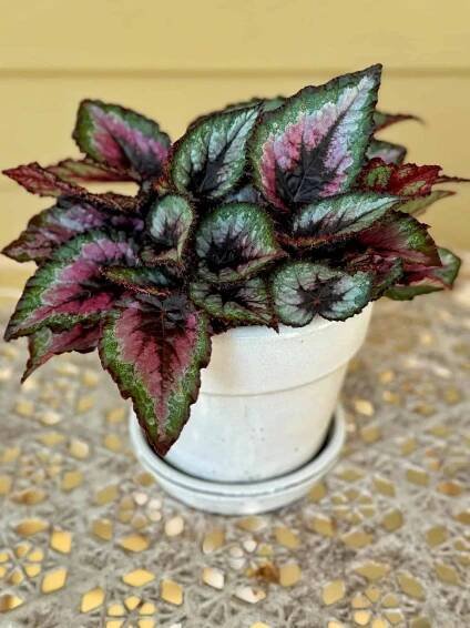 A potted begonia plant with vibrant leaves sits on a patterned surface. The leaves display shades of green, pink, and burgundy, creating a striking contrast against the pale pot and neutral background.