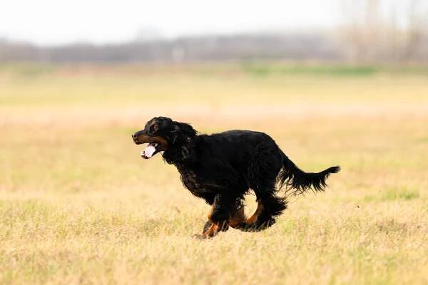 sweven gordon setters
