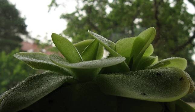 Pinguicula agnata × zecheri