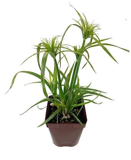 Cyperus papyrus