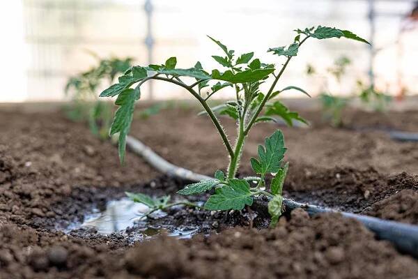 A close up horizontal image of a soaker hose being used to irrigate a small seedling growing in the garden.