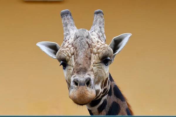 Do ostravské zoo dorazil nový samec žirafy Rothschildovy, ocenily ho samičky