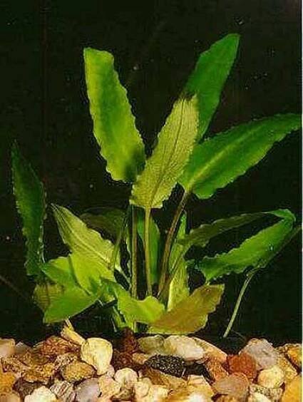 Cryptocoryne wendtii - Kryptokoryna Wendtova
