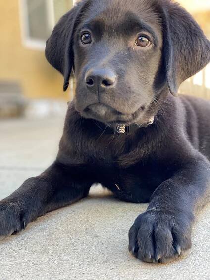 3rd Week with Henry