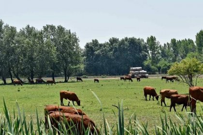 Bezplatný obrázek: skot, krávy, pastvisko, seno pole, hospodářská zvířata, farma, koně, venkova, ranč, kráva