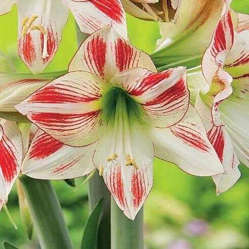 Hippeastrum - Amarylis Ambiance 1 ks Cibule Květinové cibulky