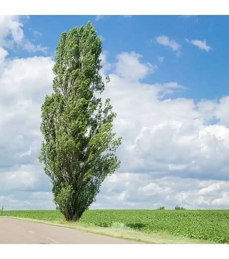 Topol - druhy a odrůdy stromů, výsadba a péče, fotografie topolů
