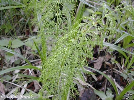 Obrázek - Equisetum sylvaticum (přeslička lesní) | BioLib.cz