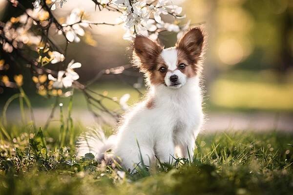 Hundefotografie • Euer Fotoshooting • JR Photo & Design