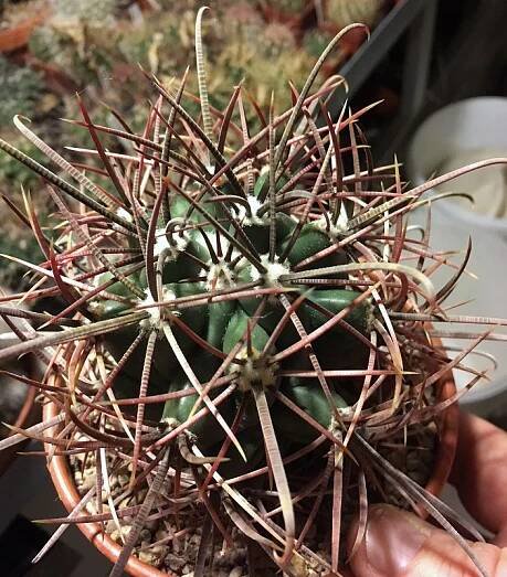 Ferocactus acanthodes, foto © J. Hanzelka