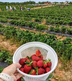 Strawberry bucket and berry field