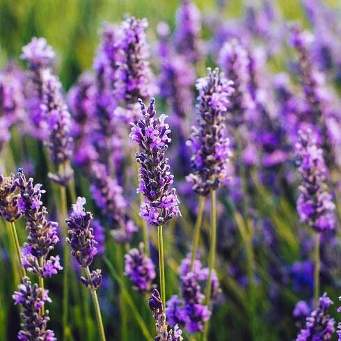 Lavendel schneiden: Wann ist der richtige Zeitpunkt?