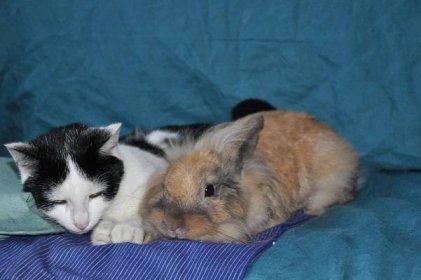 Ušní svrab - častý problém koček a králíků - Veterinární průvodce