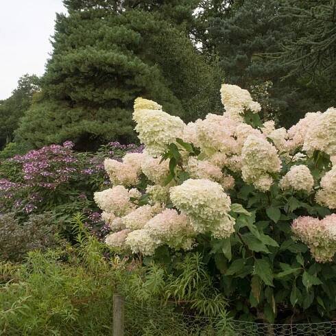 Hydrangea paniculata Phantom