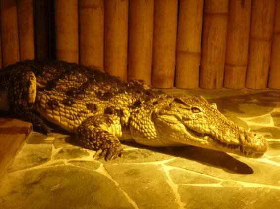 Přírodovědný kroužek (pokročilí) - Krokodýlí zoo v Holešovicích