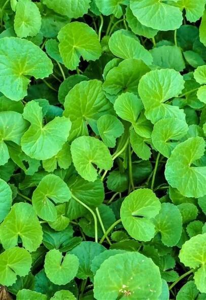 Plant, Eat, Repeat: 16 Best Edible Ground Cover Plants to Transform Your Yard into a Foodscape 14