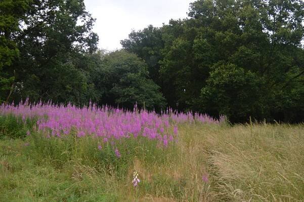 Marshalls Heath