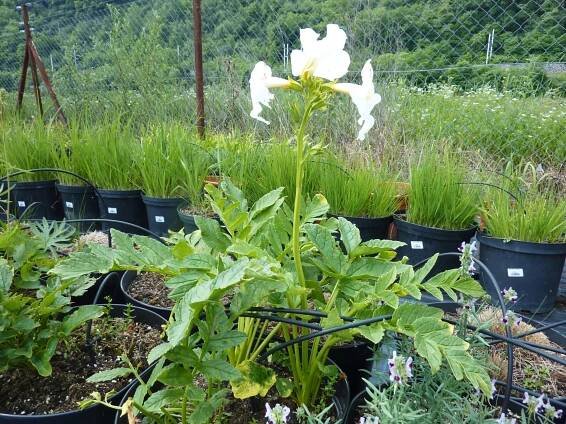 Dvojostnice 'Alba' - Incarvillea delavayi Alba