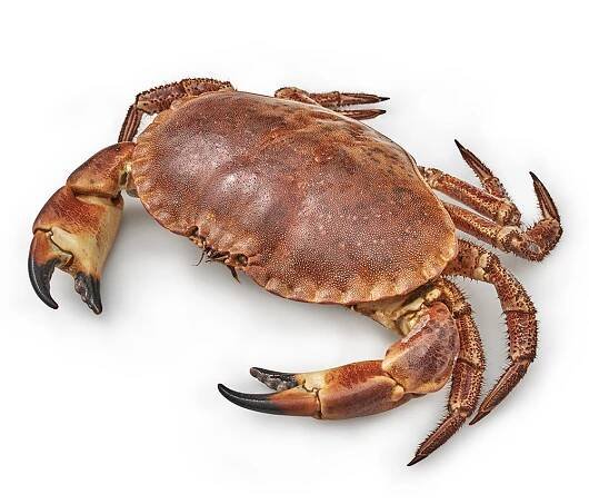 North Sea Crab - Image 2