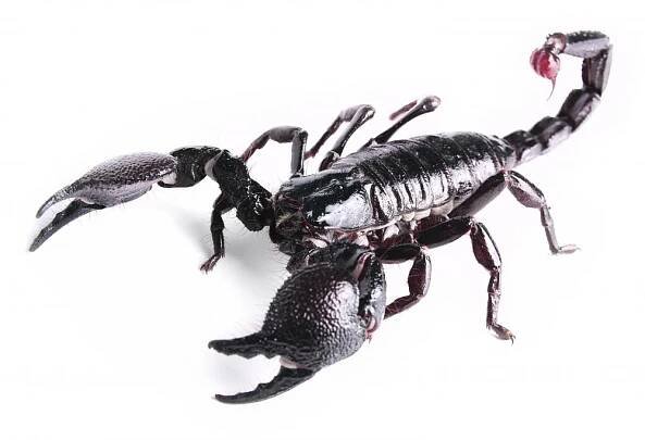 What are Trilobites?