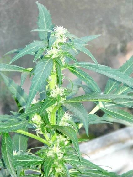 Super Skunk Automatic -  samonakvétací semínka 10ks Sensi Seeds