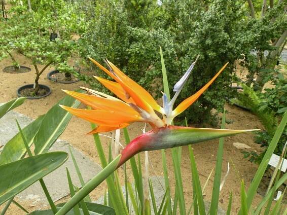 Obrázek - Strelitzia reginae (strelície královská) | BioLib.cz