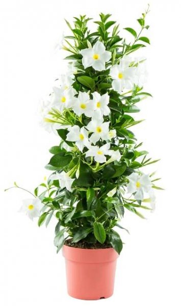 Gartenbau Dipladénie (Mandevilla sanderi) pyramida cca pr. 14 cm