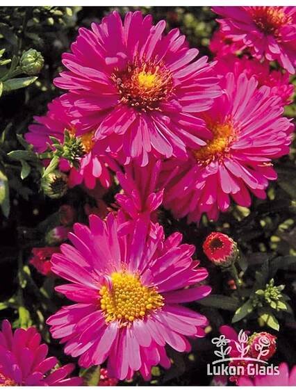 Aster dumosus KASSEL - hvězdnice keříčkovitá, astra