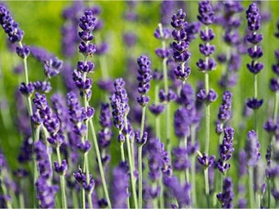 Levandule - Lavandula sazenice