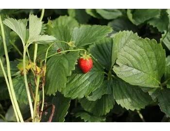 Jahodník jednouplodící 'Induka' - Fragaria ananassa 'Induka' Květník o průměru 9 cm
