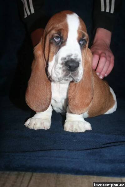 Basset Hound