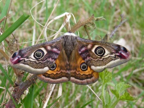 Saturnia pavonia - martináč habrový