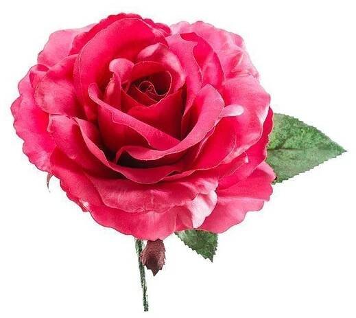Rosa de flamenca buganvilla
