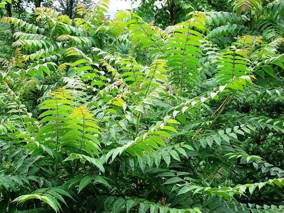 Tree of heaven
