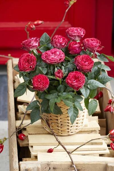 Infinity – Roses Forever