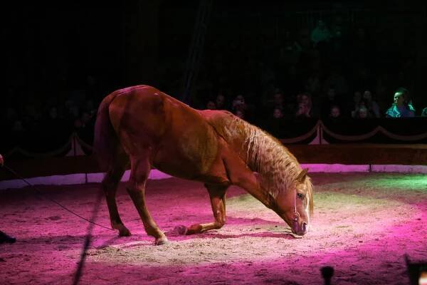 PODÍVEJTE SE: Půvabná akrobatka i špičková drezura. Přijel cirkus Humberto